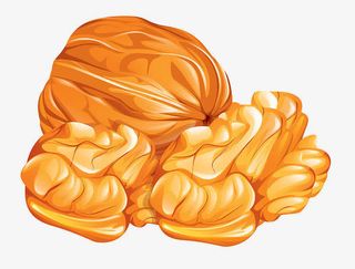 坚果手绘图坚果元素 核桃免抠