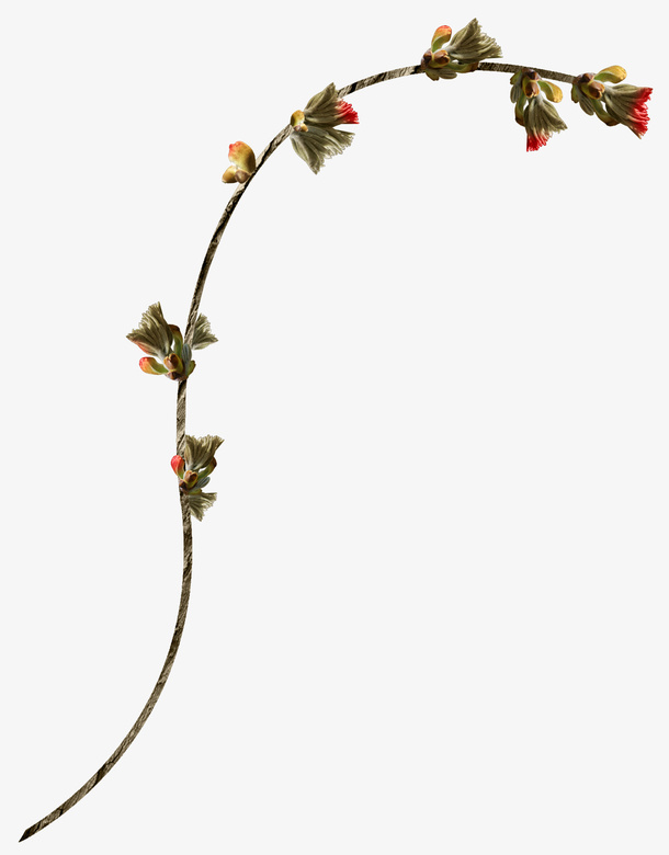 漂亮花枝免抠