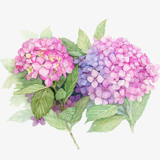 手绘绣球花免抠