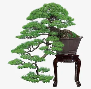 松柏造型盆栽免抠