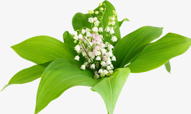 风铃花免抠