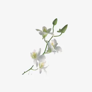清香的百合花免抠
