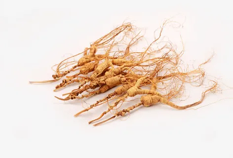 干枯的人参药材中秋免抠