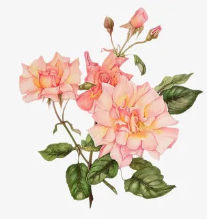 粉色手绘木兰花免抠 粉色手绘木兰花免抠