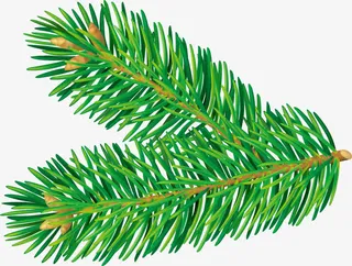 绿色圣诞节松树枝免抠