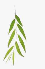 树枝免抠