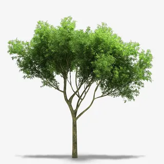 绿色大树树木免抠 绿色大树树木免抠