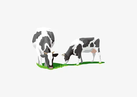 奶牛牛奶吃草免抠