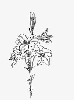 芝麻花线稿免抠