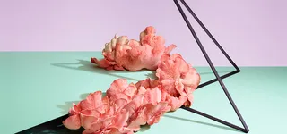 菌菇背景图高清