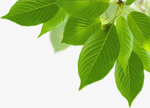 绿色清爽树叶风光节日免抠
