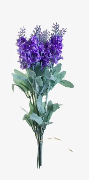 漂亮的风信子免抠