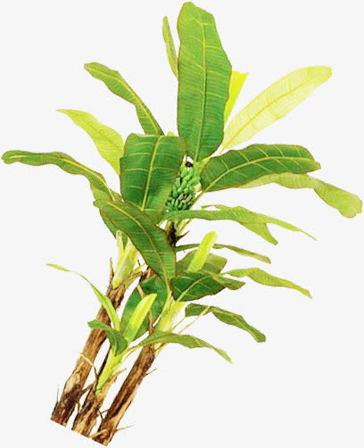 春天黄绿色植物叶子免抠