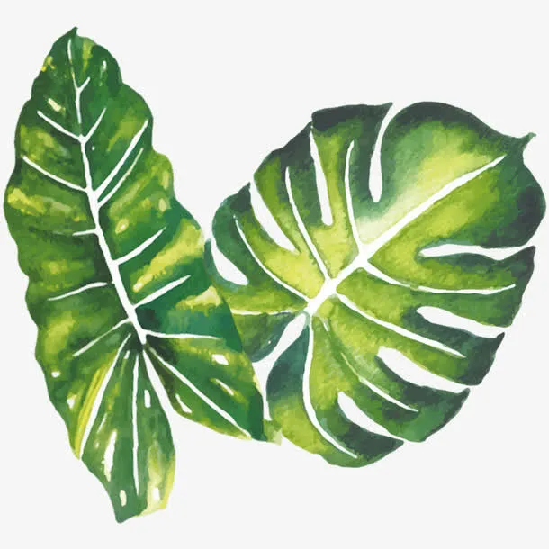 绿色芭蕉叶免抠
