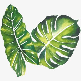 绿色芭蕉叶免抠 绿色芭蕉叶免抠