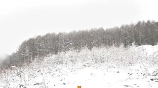 冬日户外景观装饰免抠