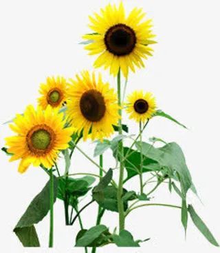 黄色春天向日葵美景植物免抠