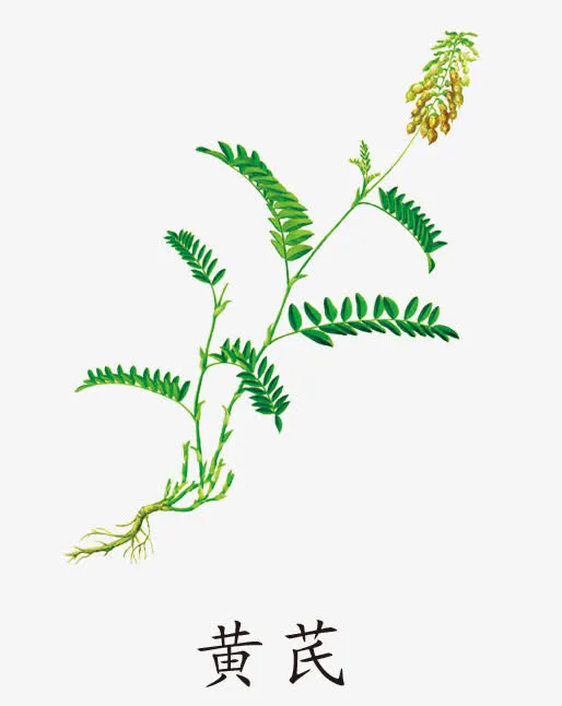黄芪免抠素材免费下载免抠