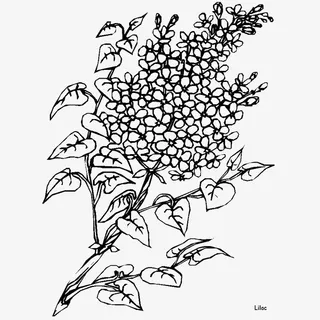 手绘黑色丁香花素描免抠免抠