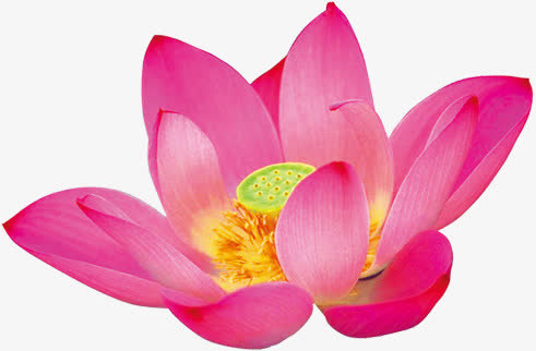 高清摄影水中莲花红色免抠