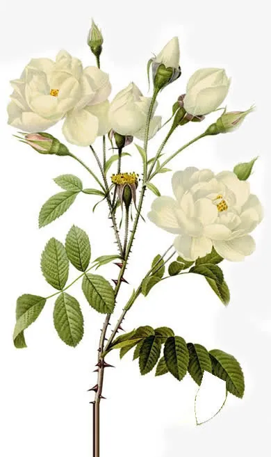 白色牡丹盛开七夕情人节免抠