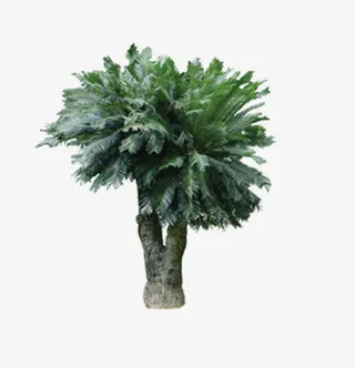 绿色景观树木免抠