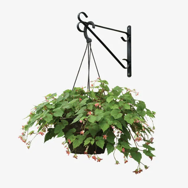 绿色植物免抠