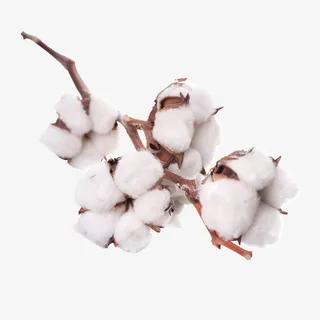 棉花枝干免抠