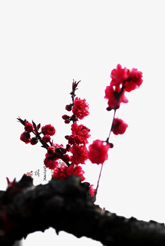 梅花免抠