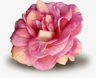 粉色玫瑰花免抠