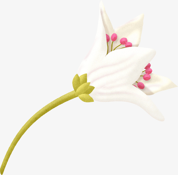 白色花枝免抠