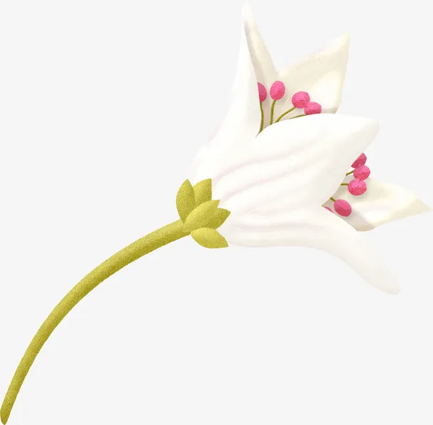 白色花枝免抠