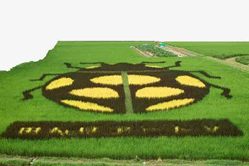 瓢虫稻田免抠