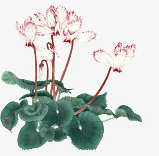 漂浮的荷花免抠