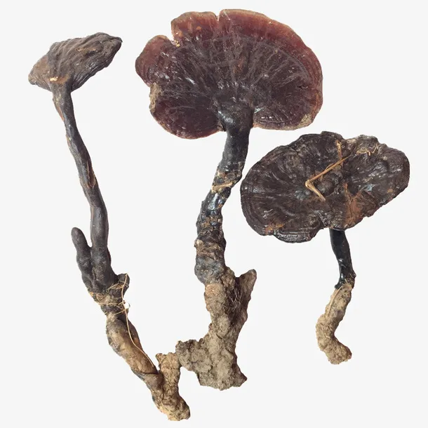 卡通手绘灵芝药材免抠