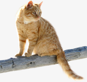 猫咪免抠