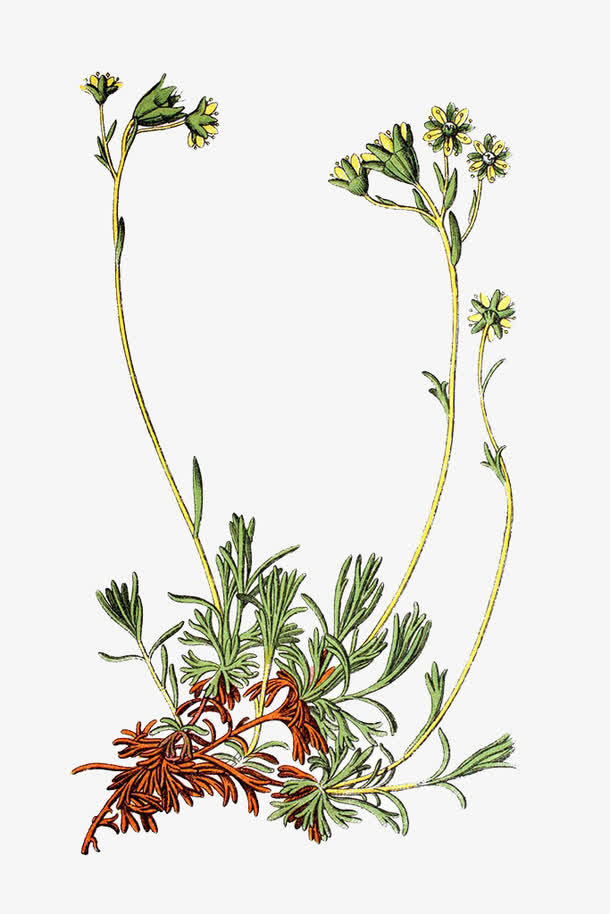 苔藓草药手绘免抠