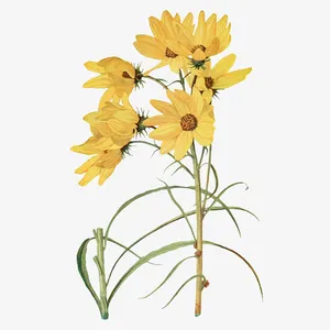 黄色的花朵免抠