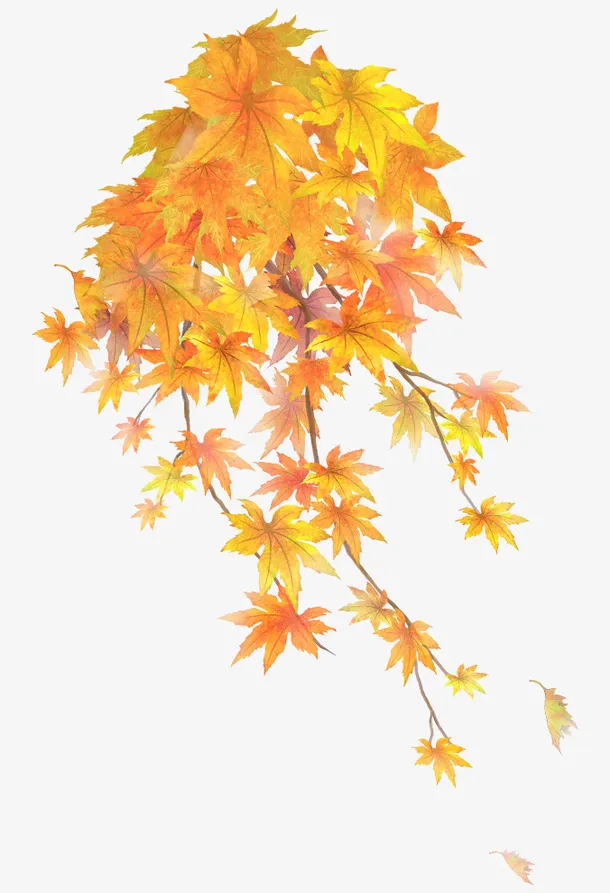 秋天 秋季 红叶 枫叶 黄叶免抠