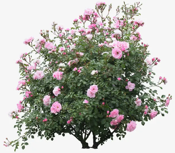 花朵植物绿色树叶免抠