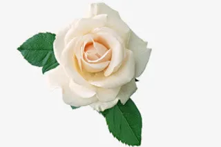 合成植物白色的茉莉花免抠