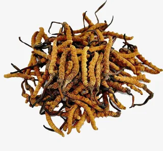 一堆冬虫夏草免抠