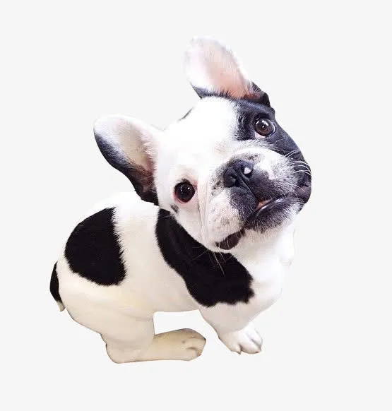 黑白斗牛犬免抠