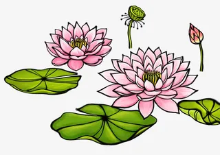 手绘荷花PSD分层素材免抠