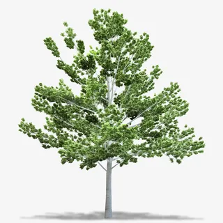 绿油油的杨树装饰免抠