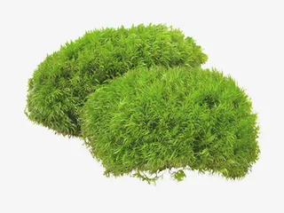 园林清新元素免抠