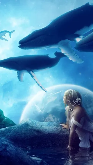 蓝色背景上的动物高清