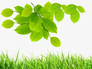 草地和绿叶免抠