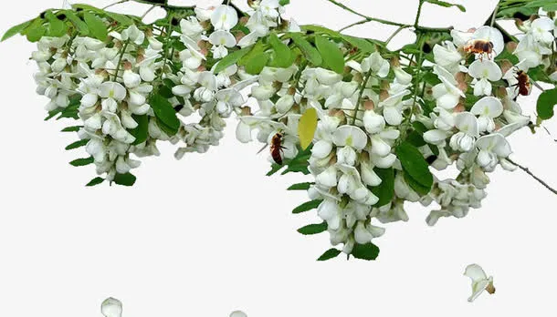 槐花免抠