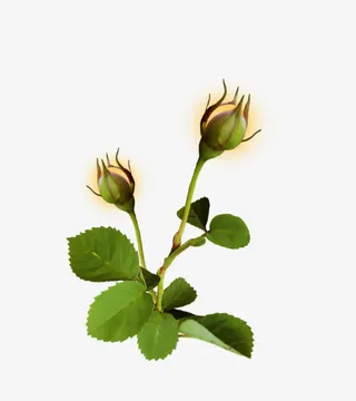 绿色叶子 花骨朵png素材免抠